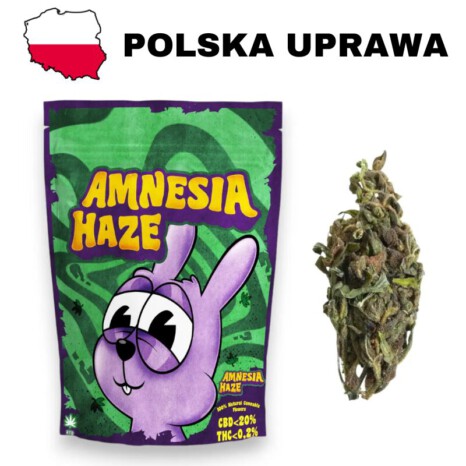 Susz CBD Amnesia Haze polska uprawa