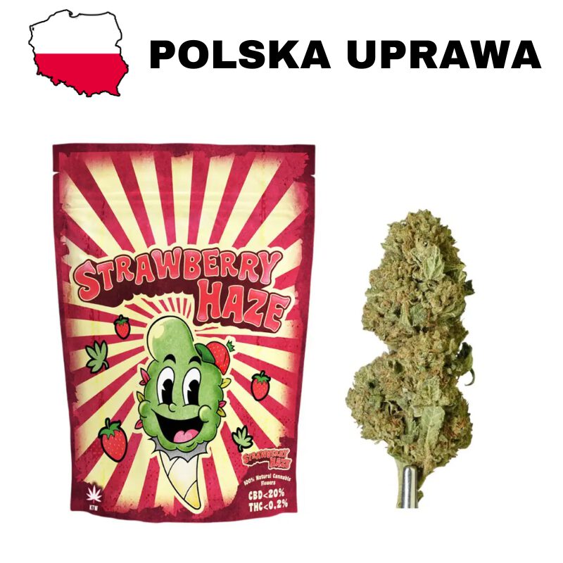 Susz CBD Strawberry Haze polska uprawa