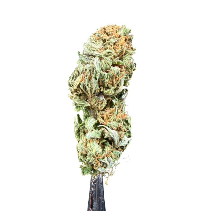 Amnesia 6