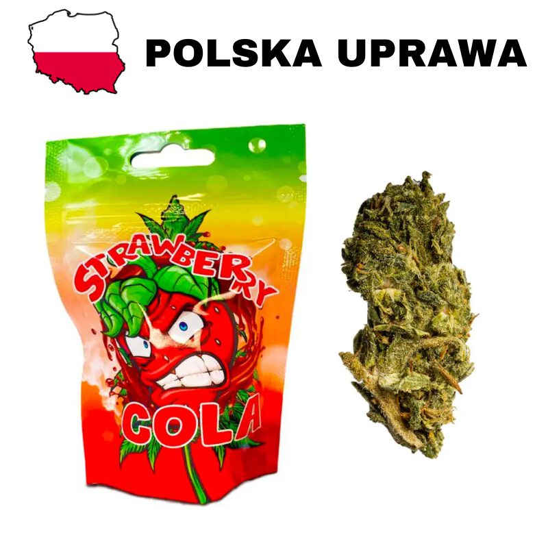 Susz CBD Strawberry Cola polska uprawa