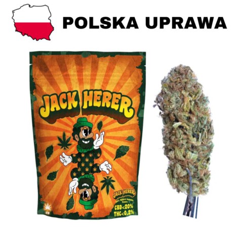 Susz Konopny CBD Jack Herer - CBD <20% polska uprawa