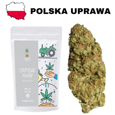 Susz konopny CBD Critical Kush – CBD 12%