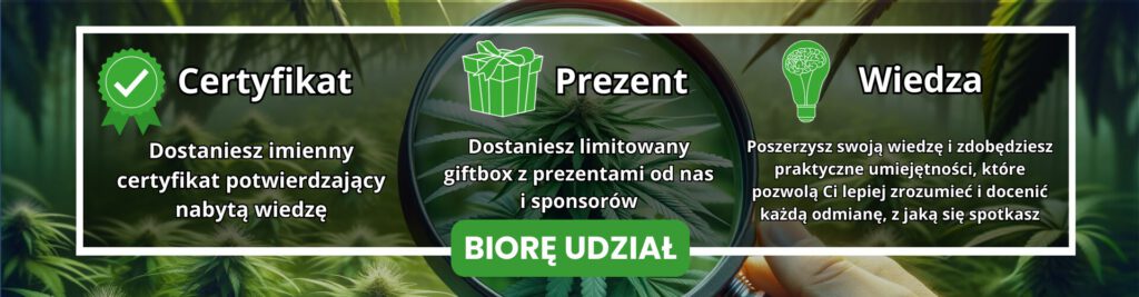 Warsztat konopny Sommelier Certyfikat, prezent, wiedza - co zyskasz po warsztatach