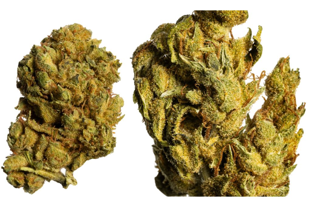 Wygląd Island Sweet Skunk (ISS) THC 22% CBD ≤ 1% od S-lab