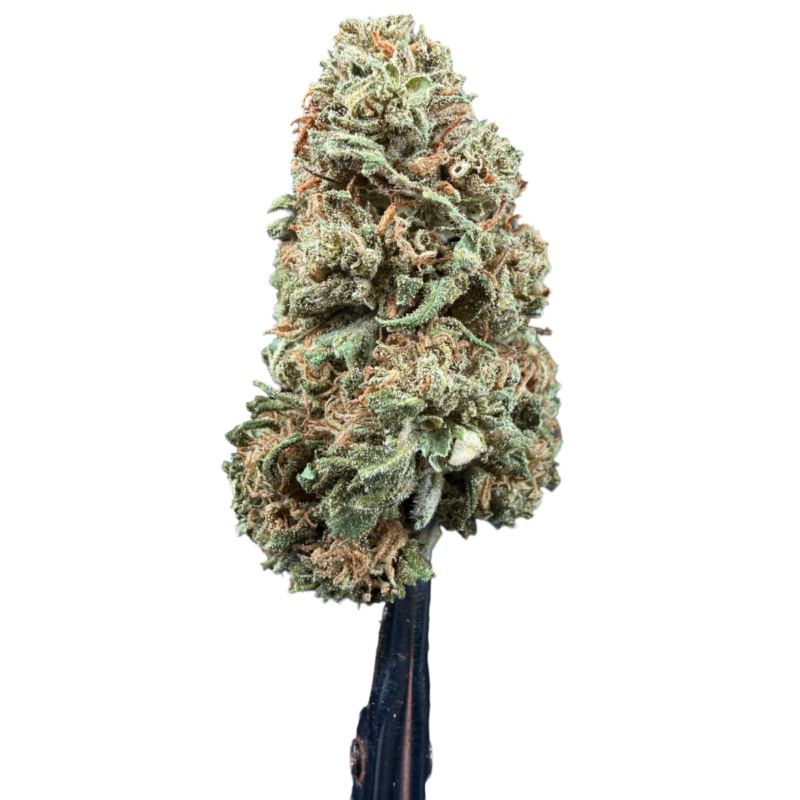 CBG4