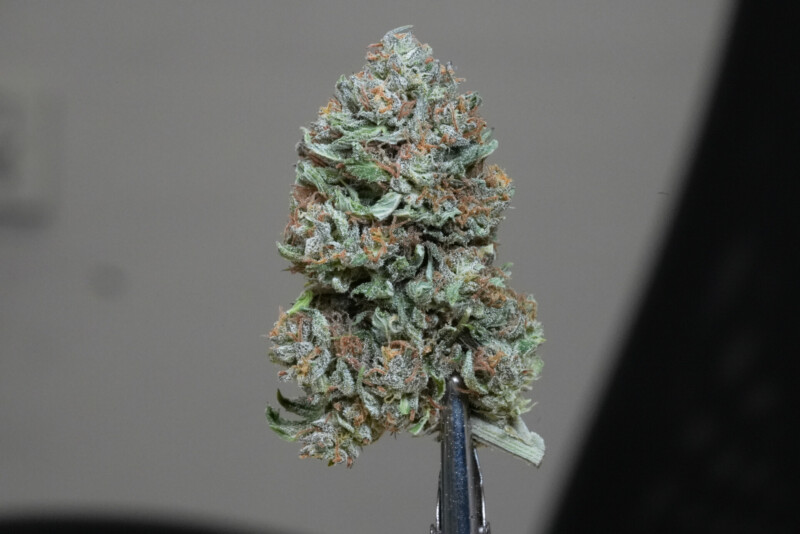 Susz CBG Therapy - Cannabis Spot Susz CBG Therapy - Cannabis Spot