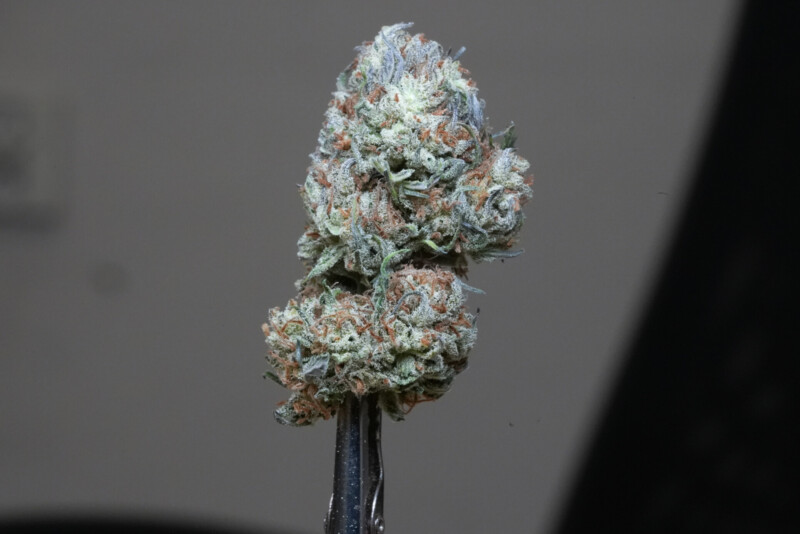 Susz CBG Therapy - Cannabis Spot Susz CBG Therapy - Cannabis Spot