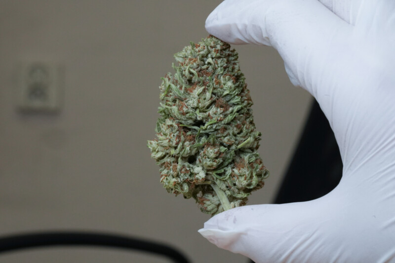 Susz CBG Therapy - Cannabis Spot Susz CBG Therapy - Cannabis Spot