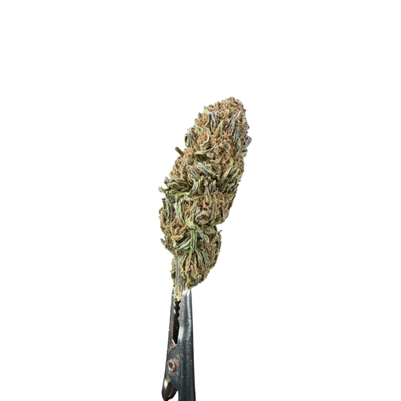 Gorilla 1