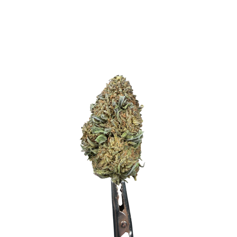 Gorilla 2