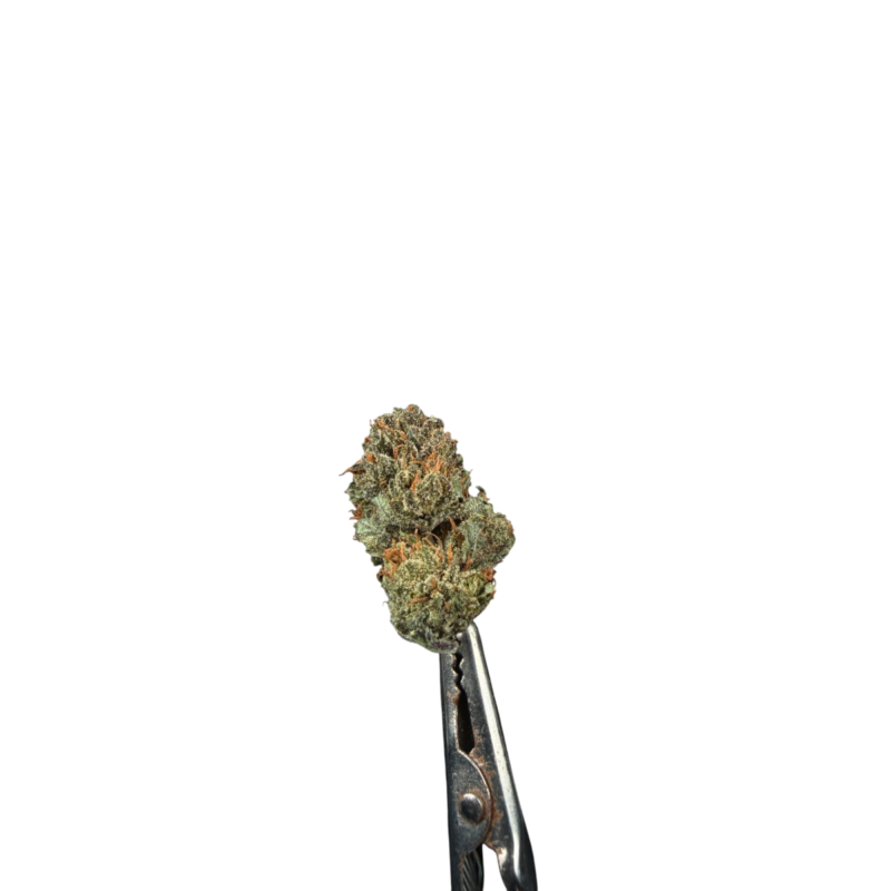 Gorilla 4