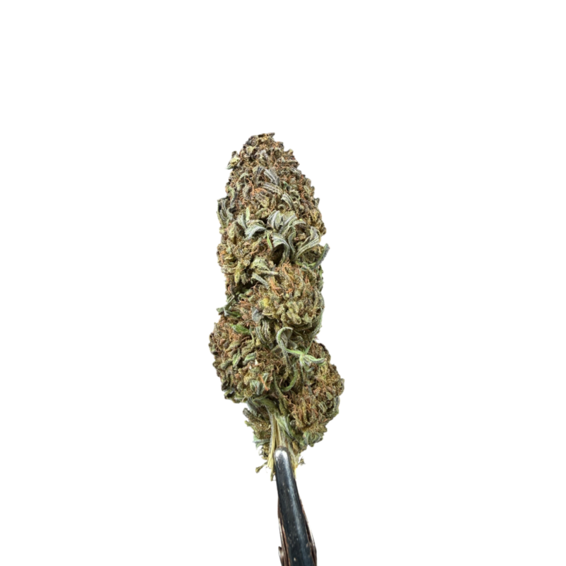 Gorilla 5