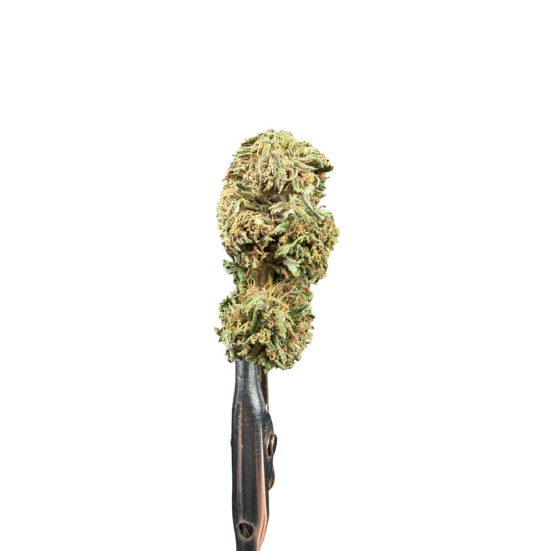 Gorilla 6
