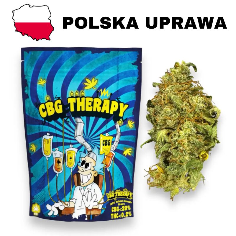 Susz CBG Therapy Polska uprawa