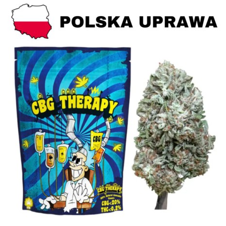 Susz Konopny CBG Therapy - CBG <20% polska uprawa