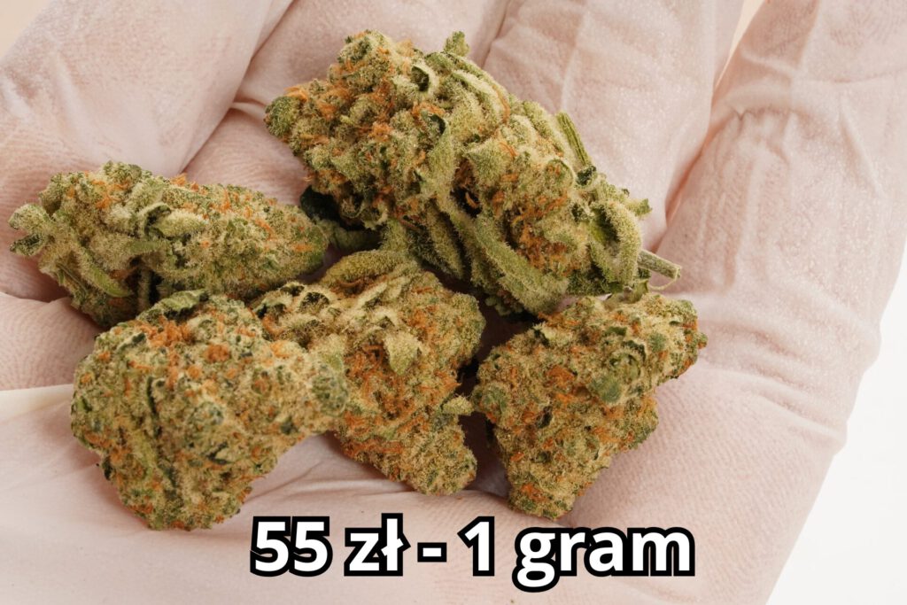 Amnesia Haze Cannabis Flos THC 20% CBD <1% – ile kosztuje?