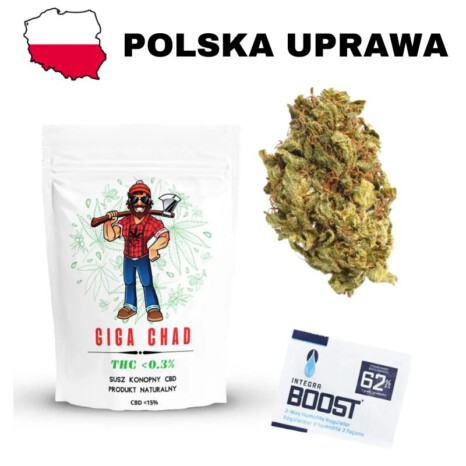 Susz CBG Giga Chad polska uprawa