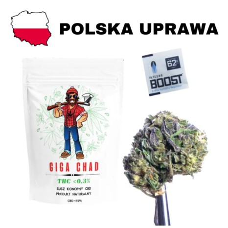 Susz konoony cbd giga chad polska uprawa