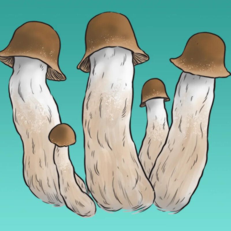 Penis Envy Full Auto – Mykożerca Penis Envy Full Auto – Mykożerca