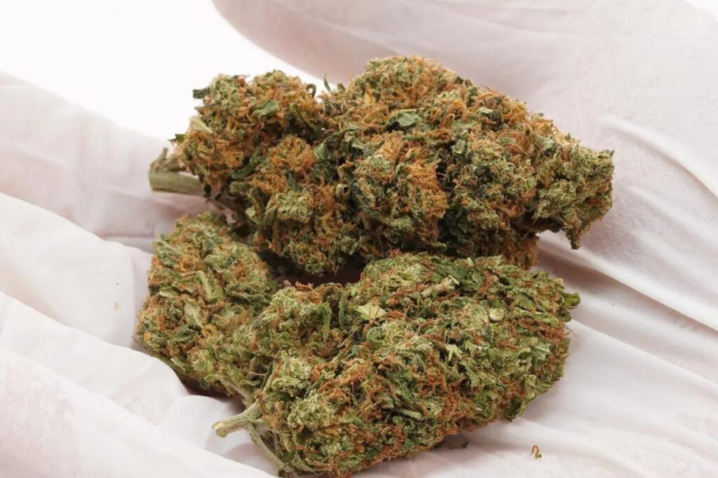 Susz CBD Lemon Haze – CBD <20% - Wygląd