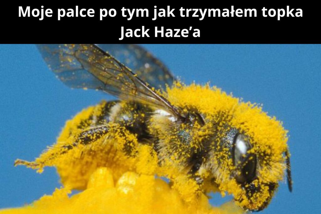 Topki Jack haze w dłoni 