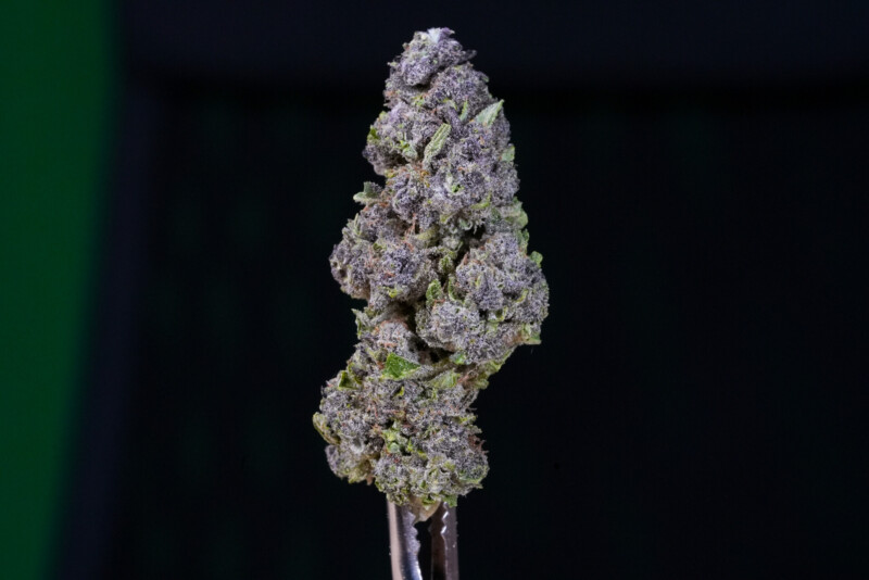 Purple Haze CBG Purple Haze CBG
