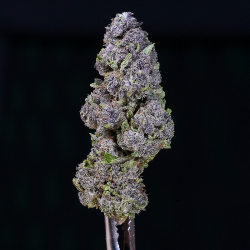 Purple Haze CBG