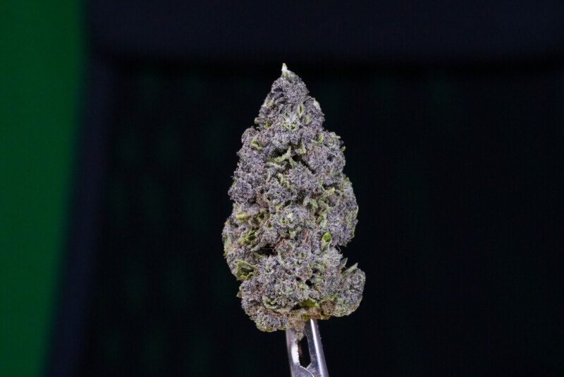 Purple Haze CBG Purple Haze CBG