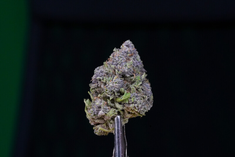 Purple Haze CBG Purple Haze CBG