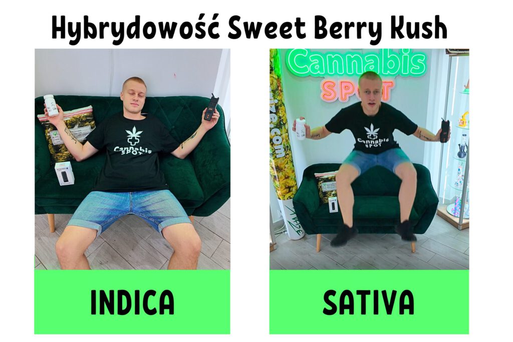 Sweet Berry Kush THC 25%, CBD <0,5% - Test organoleptyczny - hybrydowość