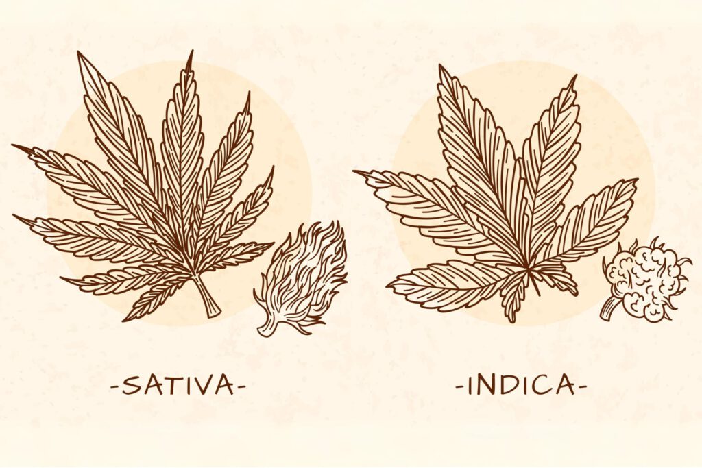 Główne typy odmian: Sativa i Indica